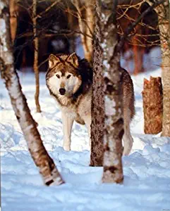 Grey Timber Wolf in Snow Nature Wildlife Animal Wall Decor Art Print Poster (16x20)